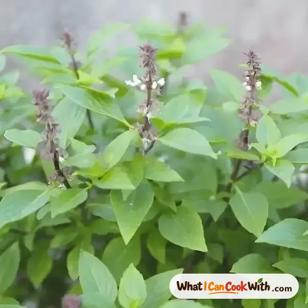 Basil