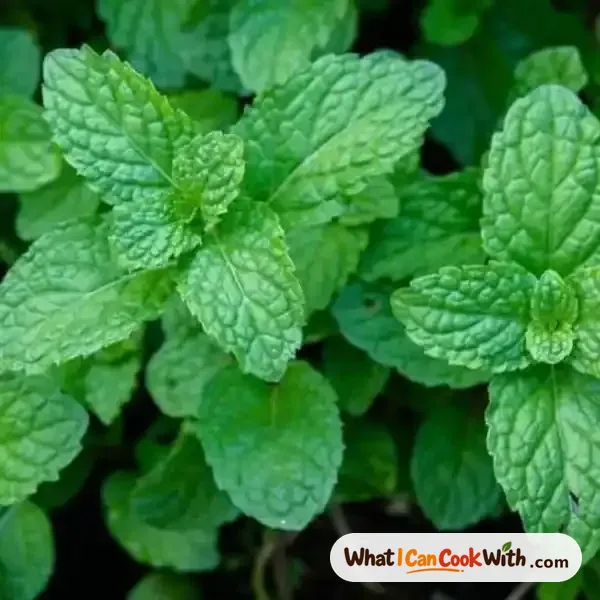 Mint