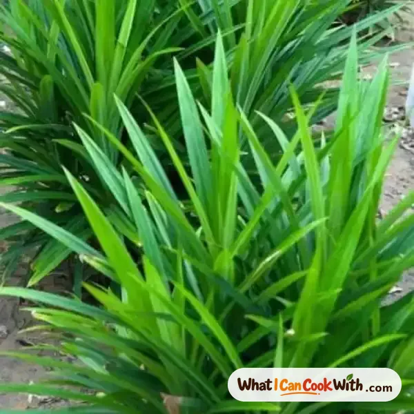 Pandan Leaves