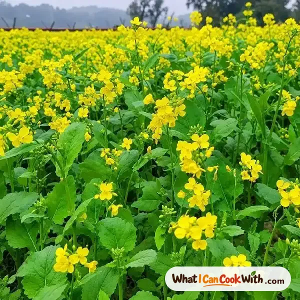 Mustard Greens