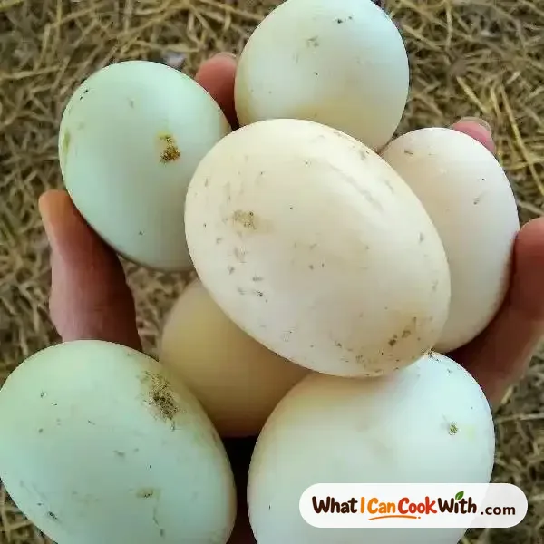 Duck Egg